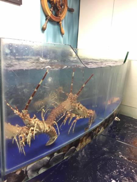 Vente de langoustes fraîches vivantes prix au kilo Santa Lucia Saint Raphaël